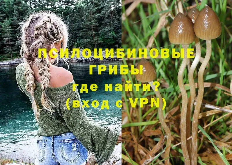 Галлюциногенные грибы Psilocybine cubensis  Куровское 